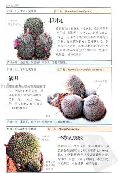 《多肉植物》04 - 图画吧TUHUABA