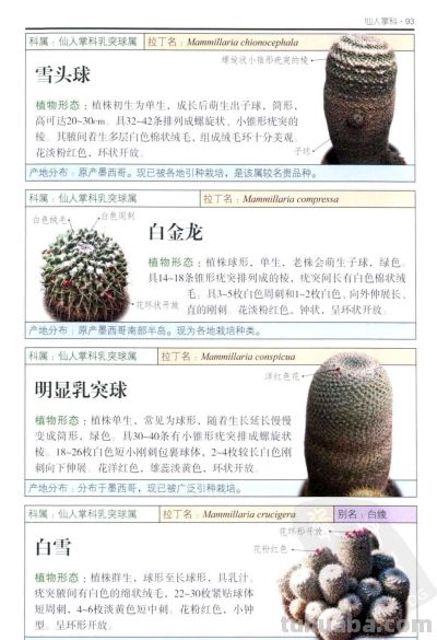 《多肉植物》04 - 图画吧TUHUABA