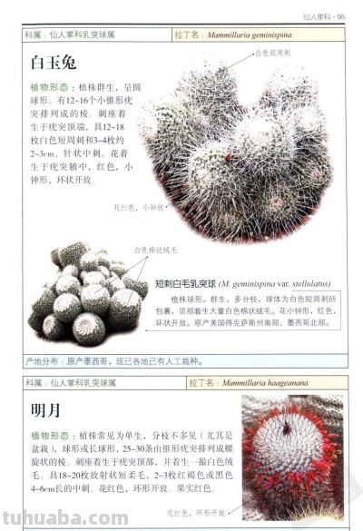 《多肉植物》04 - 图画吧TUHUABA