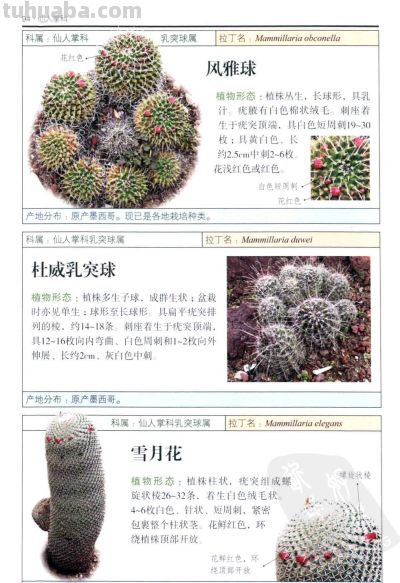 《多肉植物》04 - 图画吧TUHUABA