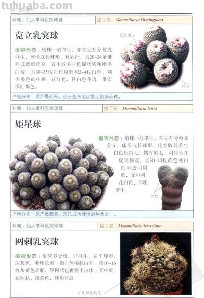 《多肉植物》04 - 图画吧TUHUABA