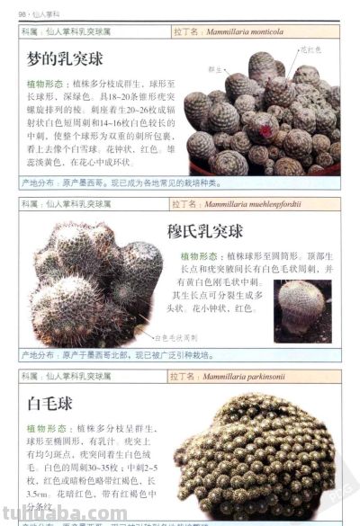 《多肉植物》04 - 图画吧TUHUABA