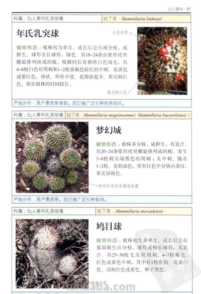 《多肉植物》04 - 图画吧TUHUABA