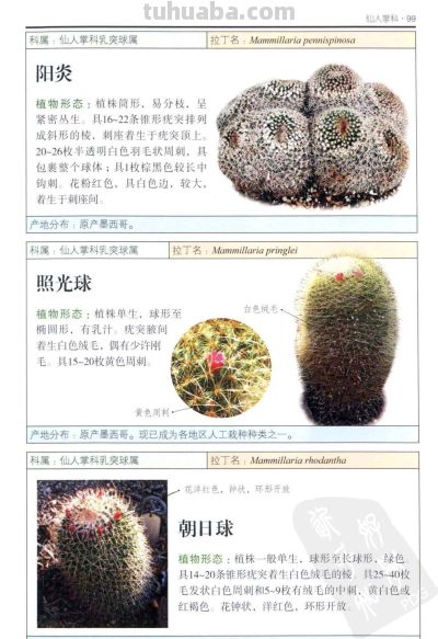 《多肉植物》04 - 图画吧TUHUABA