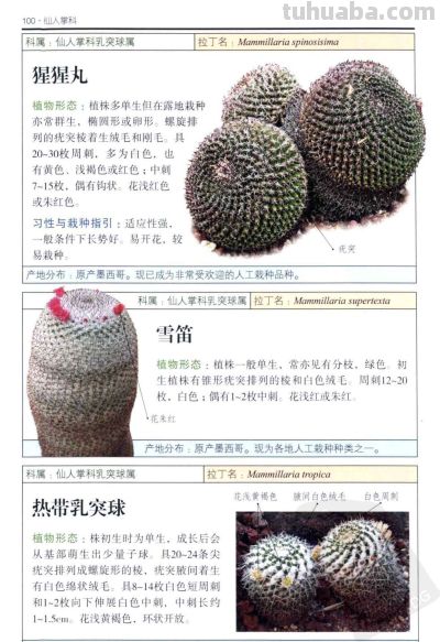 《多肉植物》04 - 图画吧TUHUABA