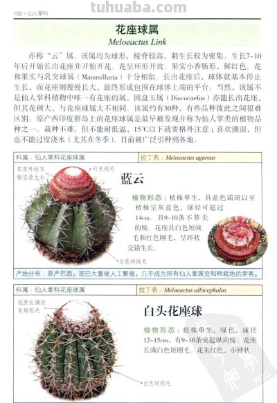 《多肉植物》04 - 图画吧TUHUABA