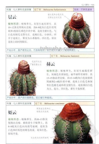 《多肉植物》04 - 图画吧TUHUABA