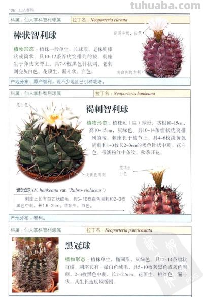 《多肉植物》04 - 图画吧TUHUABA