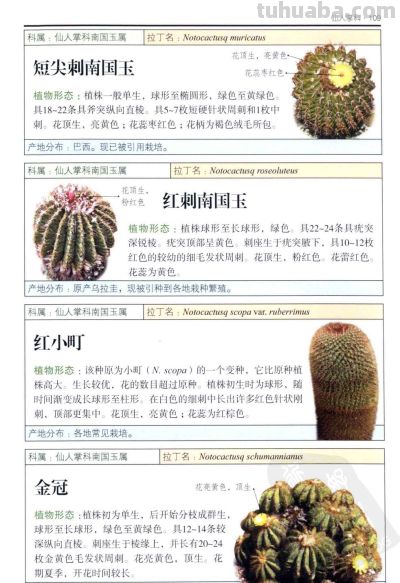 《多肉植物》04 - 图画吧TUHUABA