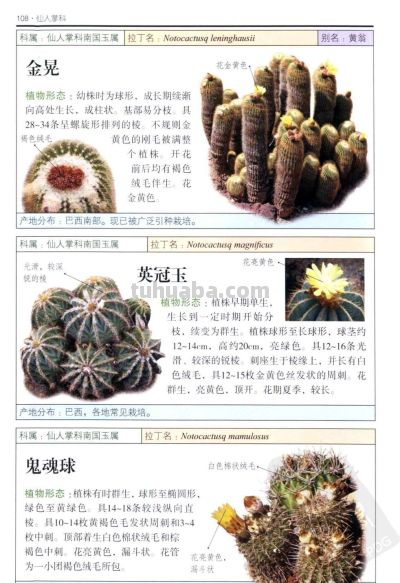《多肉植物》04 - 图画吧TUHUABA