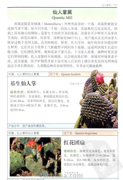 《多肉植物》04 - 图画吧TUHUABA