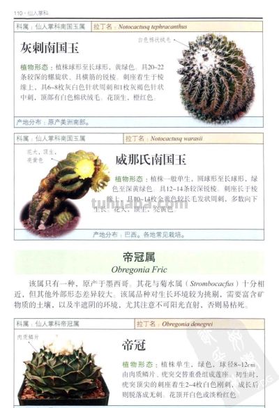 《多肉植物》04 - 图画吧TUHUABA