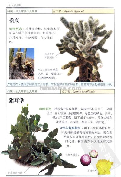 《多肉植物》04 - 图画吧TUHUABA