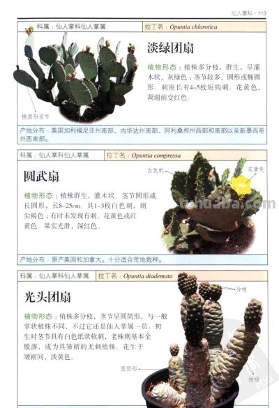 《多肉植物》04 - 图画吧TUHUABA
