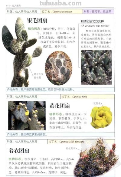 《多肉植物》04 - 图画吧TUHUABA