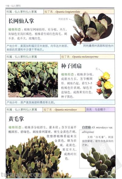 《多肉植物》04 - 图画吧TUHUABA