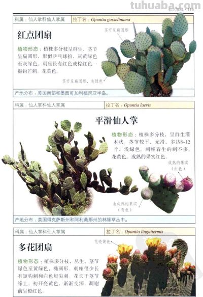 《多肉植物》04 - 图画吧TUHUABA