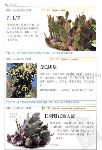 《多肉植物》04 - 图画吧TUHUABA