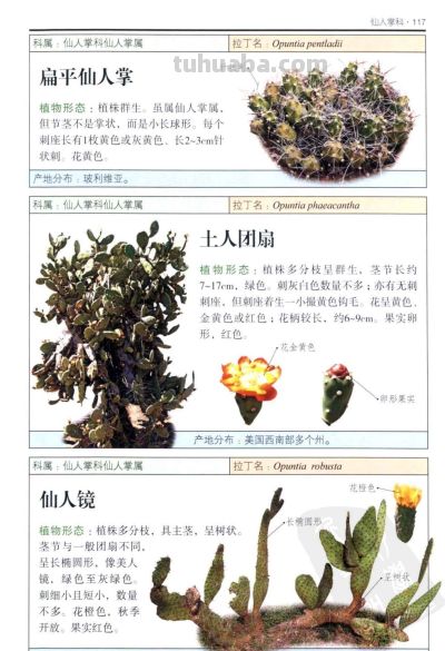 《多肉植物》04 - 图画吧TUHUABA
