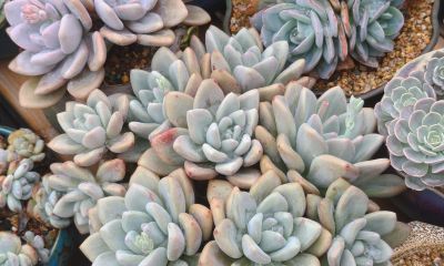 多数多肉都彻底褪掉了颜色，叶绿素变多的多肉，迎来了飞速生长期 - 今日头条