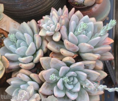 多数多肉都彻底褪掉了颜色，叶绿素变多的多肉，迎来了飞速生长期 - 图画吧TUHUABA