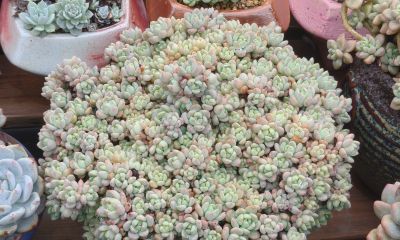 多数多肉都彻底褪掉了颜色，叶绿素变多的多肉，迎来了飞速生长期 - 图画吧TUHUABA