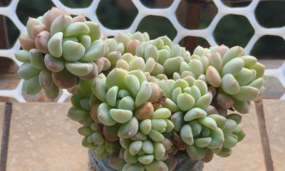 多数多肉都彻底褪掉了颜色，叶绿素变多的多肉，迎来了飞速生长期 - 图画吧TUHUABA