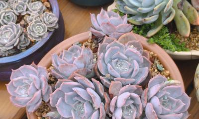 多数多肉都彻底褪掉了颜色，叶绿素变多的多肉，迎来了飞速生长期 - 图画吧TUHUABA