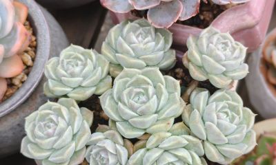 多数多肉都彻底褪掉了颜色，叶绿素变多的多肉，迎来了飞速生长期 - 图画吧TUHUABA