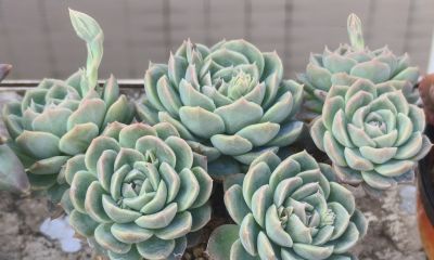 多数多肉都彻底褪掉了颜色，叶绿素变多的多肉，迎来了飞速生长期 - 图画吧TUHUABA