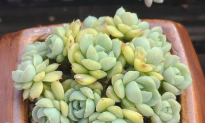 多数多肉都彻底褪掉了颜色，叶绿素变多的多肉，迎来了飞速生长期 - 图画吧TUHUABA