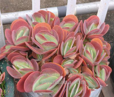 多数多肉都彻底褪掉了颜色，叶绿素变多的多肉，迎来了飞速生长期 - 图画吧TUHUABA