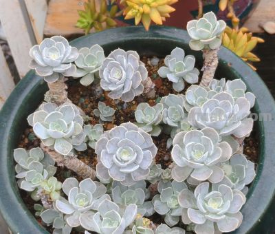 多数多肉都彻底褪掉了颜色，叶绿素变多的多肉，迎来了飞速生长期 - 图画吧TUHUABA