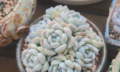 多数多肉都彻底褪掉了颜色，叶绿素变多的多肉，迎来了飞速生长期 - 图画吧TUHUABA