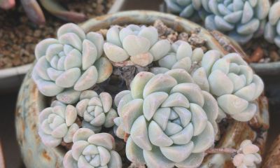 多数多肉都彻底褪掉了颜色，叶绿素变多的多肉，迎来了飞速生长期 - 图画吧TUHUABA