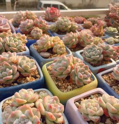 钱没有消失，只是变成了多肉，喜欢多肉，就买几棵玩玩！ - 图画吧TUHUABA