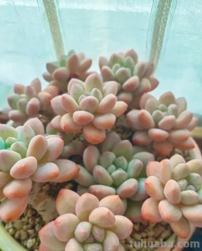 钱没有消失，只是变成了多肉，喜欢多肉，就买几棵玩玩！ - 图画吧TUHUABA