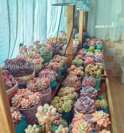 钱没有消失，只是变成了多肉，喜欢多肉，就买几棵玩玩！ - 图画吧TUHUABA