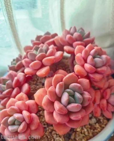 钱没有消失，只是变成了多肉，喜欢多肉，就买几棵玩玩！ - 图画吧TUHUABA