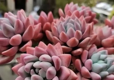 钱没有消失，只是变成了多肉，喜欢多肉，就买几棵玩玩！ - 图画吧TUHUABA