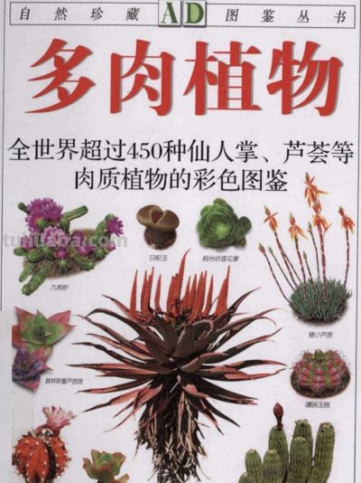 《多肉植物》03 - 今日头条