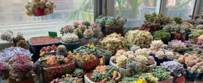 钱没有消失，只是变成了多肉，喜欢多肉，就买几棵玩玩！ - 图画吧TUHUABA