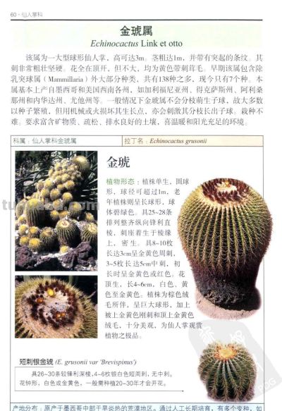 《多肉植物》03 - 图画吧TUHUABA