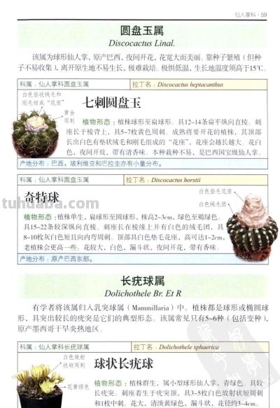 《多肉植物》03 - 图画吧TUHUABA