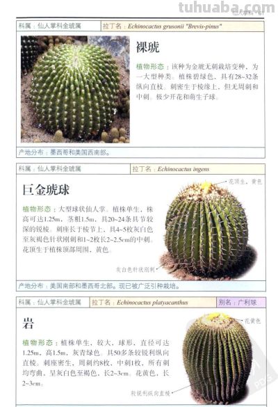 《多肉植物》03 - 图画吧TUHUABA