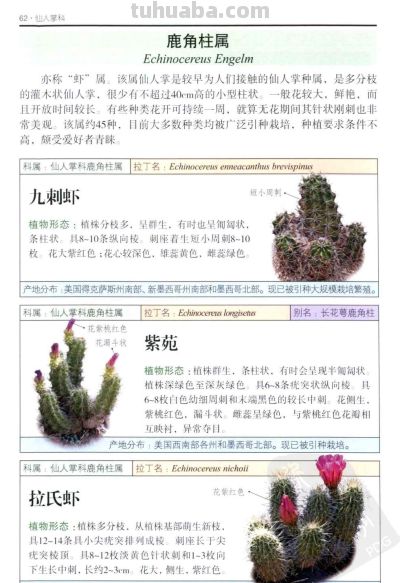 《多肉植物》03 - 图画吧TUHUABA