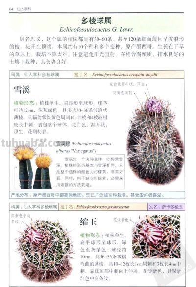 《多肉植物》03 - 图画吧TUHUABA