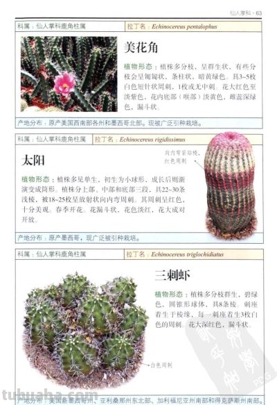 《多肉植物》03 - 图画吧TUHUABA