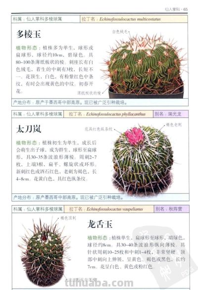 《多肉植物》03 - 图画吧TUHUABA