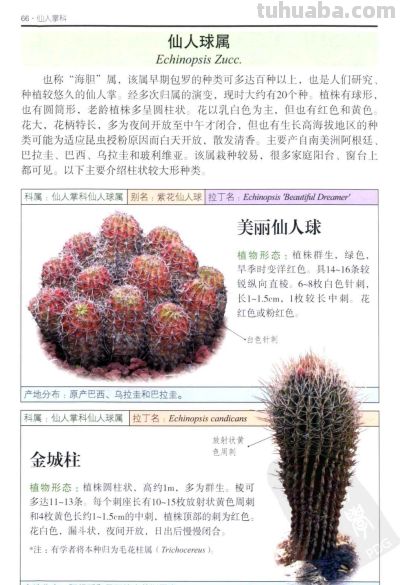 《多肉植物》03 - 图画吧TUHUABA